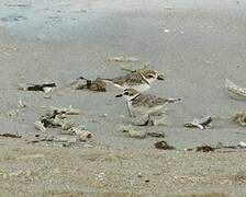 Malaysian Plover