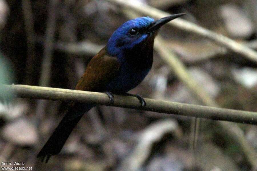 Blue-moustached Bee-eater