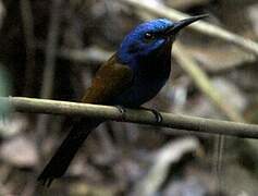 Blue-moustached Bee-eater