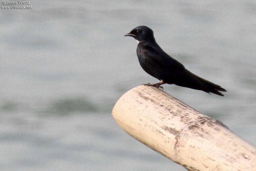 White-bibbed Swallow