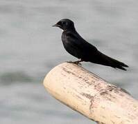 White-bibbed Swallow