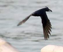 White-bibbed Swallow