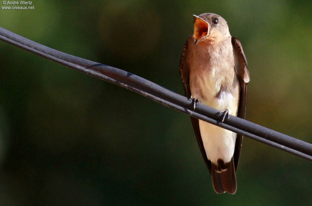 Hirondelle à gorge rousse