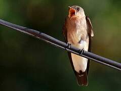 Hirondelle à gorge rousse