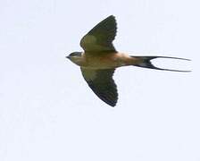 Red-breasted Swallow