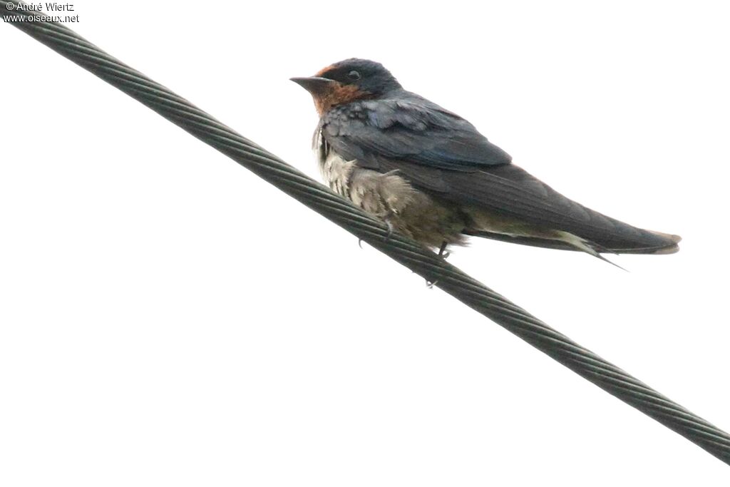 Angolan Swallow