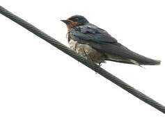 Angolan Swallow