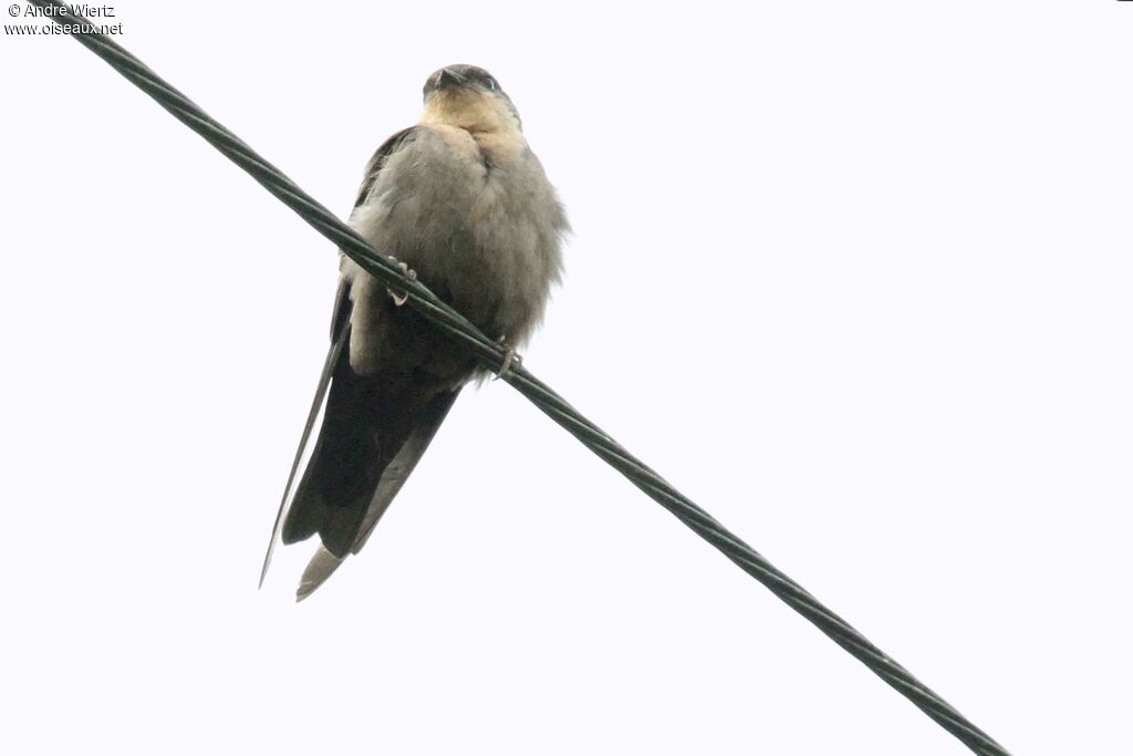 Angolan Swallow