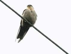 Angolan Swallow