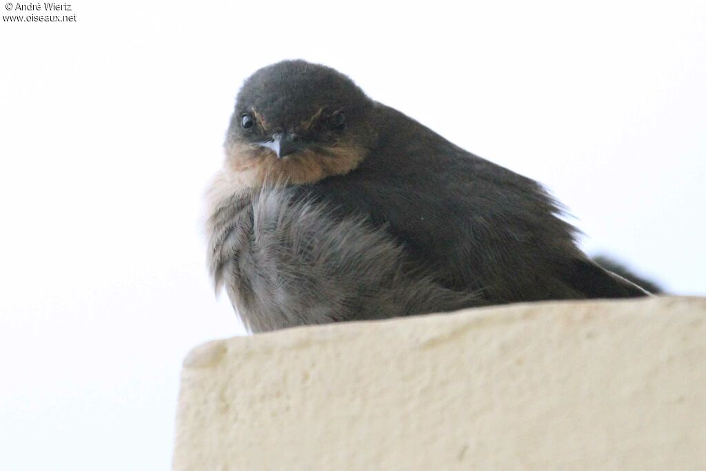 Hirondelle de l'Angola