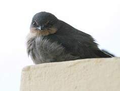 Angolan Swallow