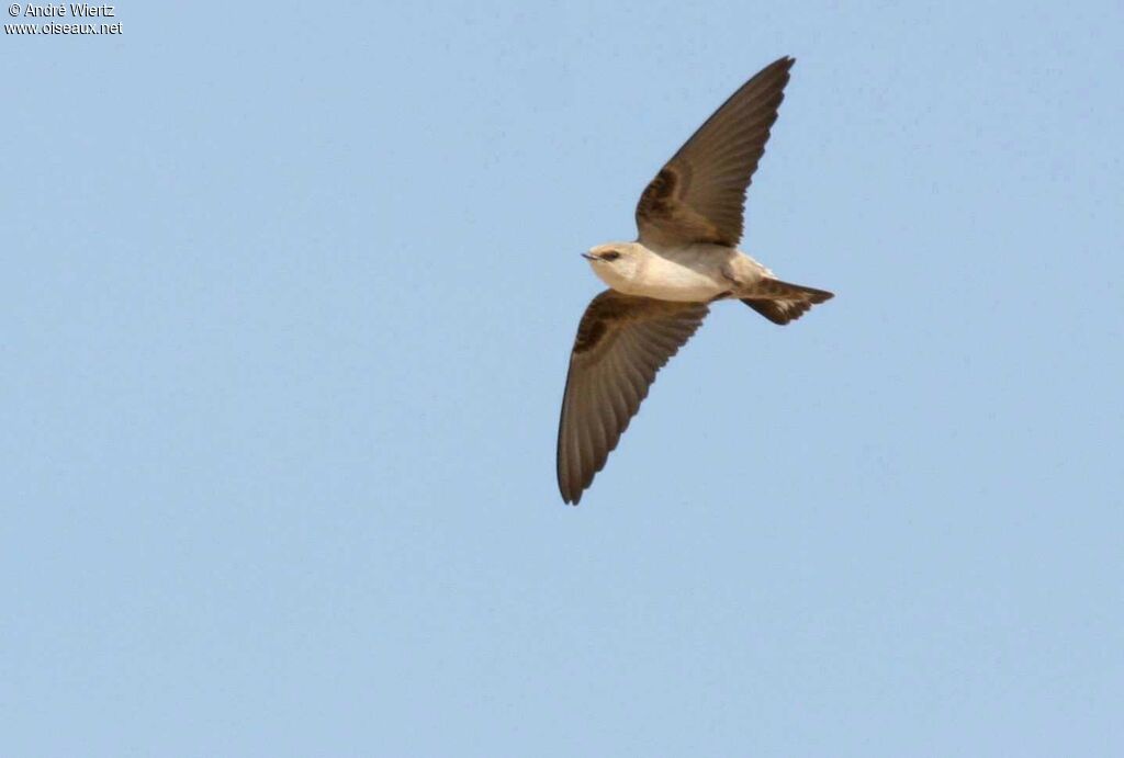 Pale Crag Martin