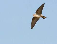 Pale Crag Martin