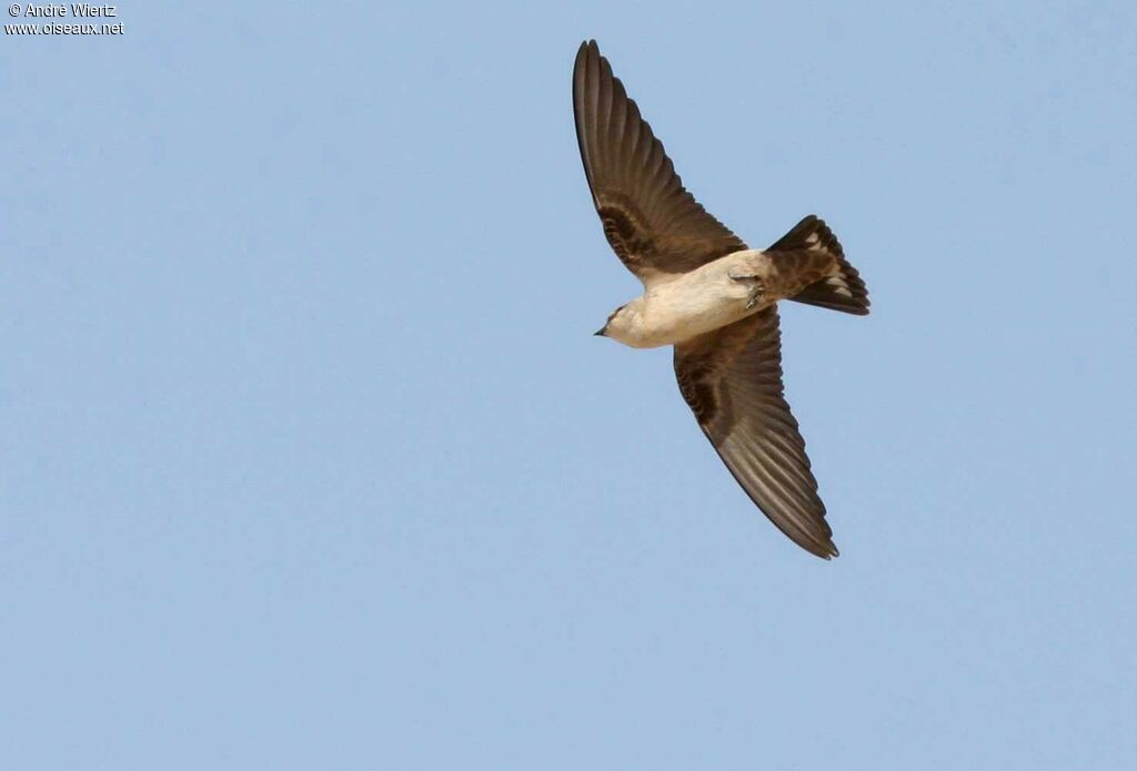 Pale Crag Martin