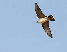 Pale Crag Martin