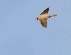 Pale Crag Martin