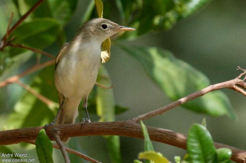 Western Olivaceous Warbler, close-up portrait, pigmentation