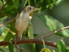 Western Olivaceous Warbler