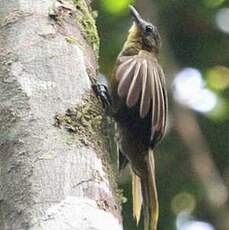 Bulbul à barbe jaune