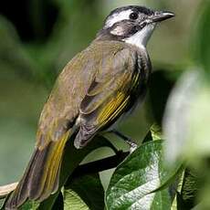 Bulbul de Chine