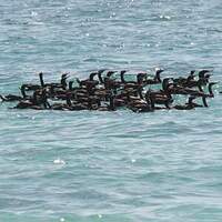 Cormoran de Socotra