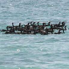 Cormoran de Socotra