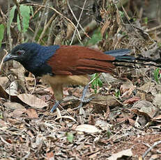 Coucal à ventre blanc