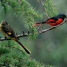 Minivet rouge