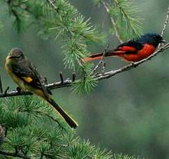 Minivet rouge