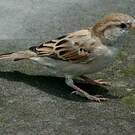 Moineau rutilant