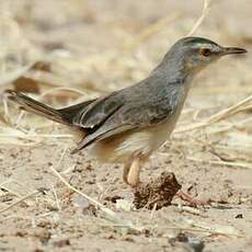 Prinia aquatique