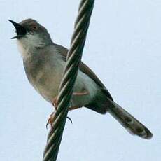 Prinia de Hodgson