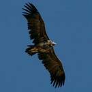 Vautour oricou
