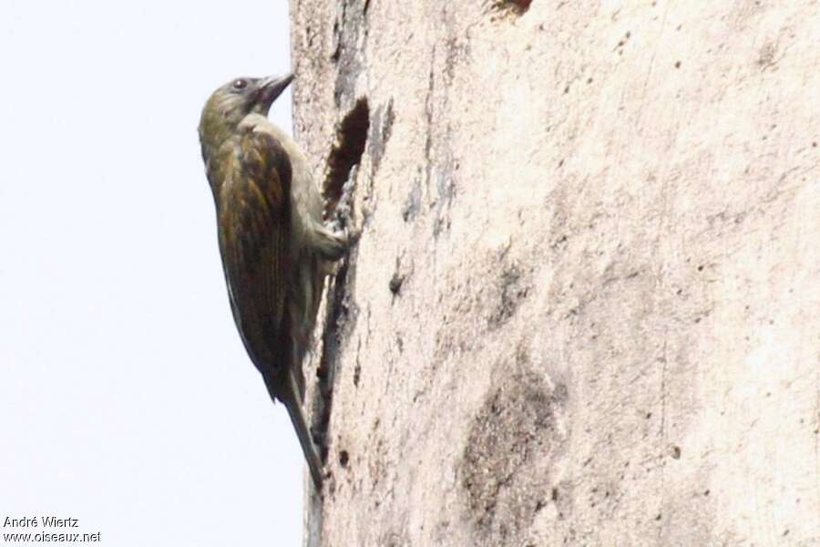 Willcocks's Honeyguide