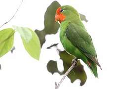 Red-headed Lovebird