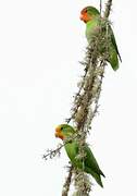 Red-headed Lovebird