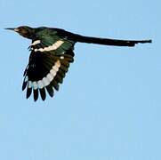 Green Wood Hoopoe