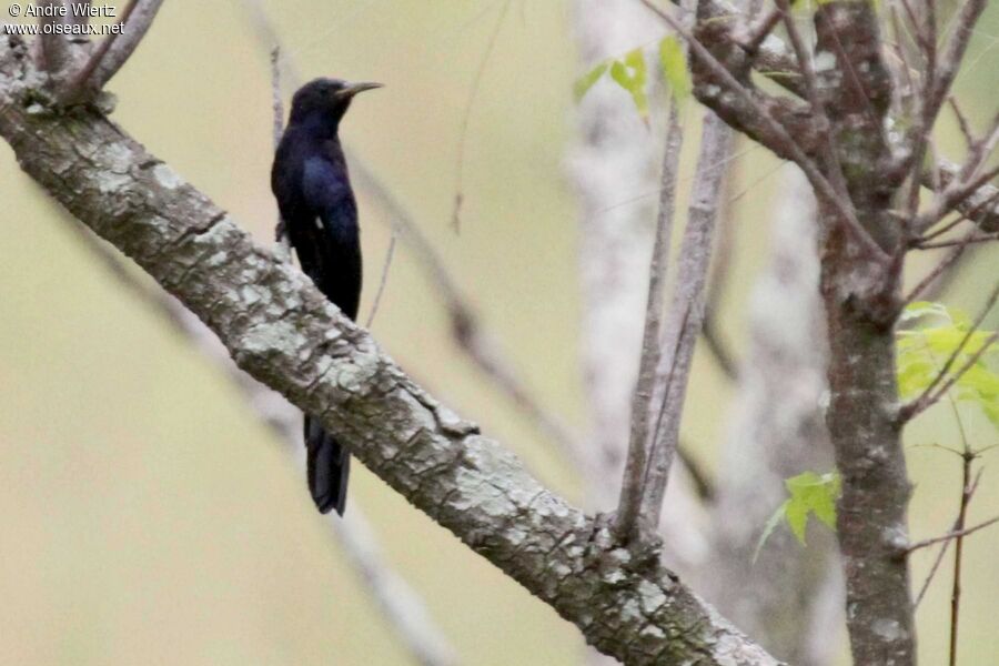 Black Scimitarbill