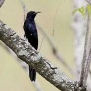 Black Scimitarbill