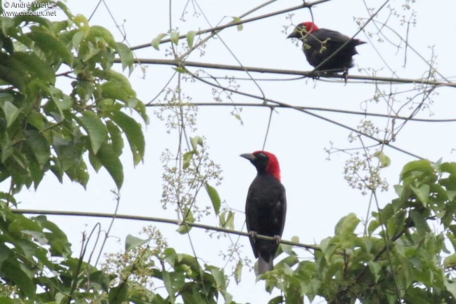 Malimbe à tête rouge