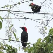 Malimbe à tête rouge