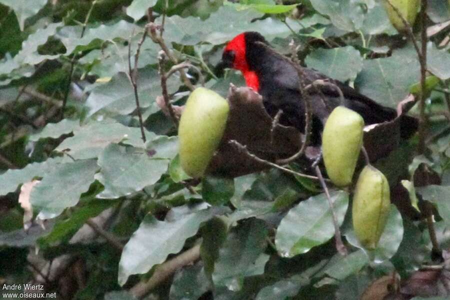 Crested Malimbe