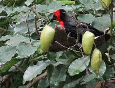 Crested Malimbe