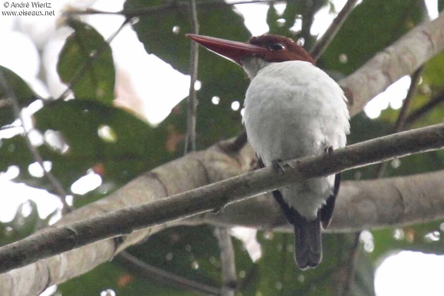 Chocolate-backed Kingfisher