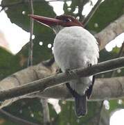 Chocolate-backed Kingfisher