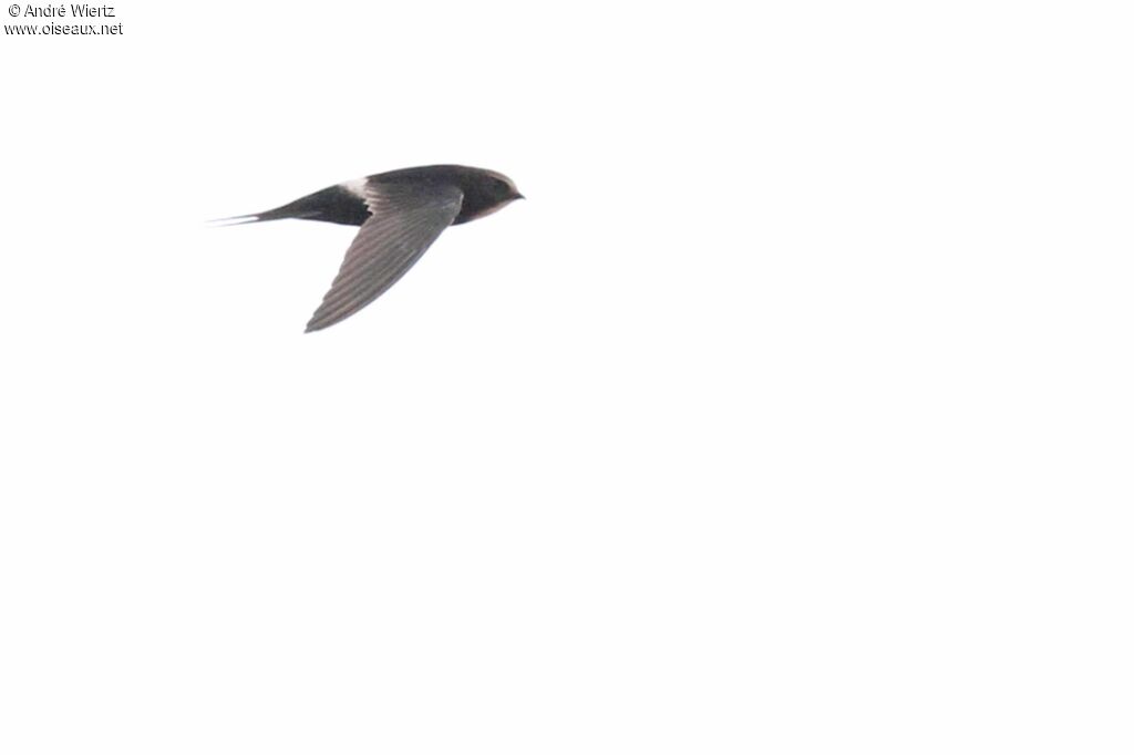 White-rumped Swift