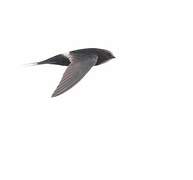 White-rumped Swift