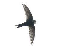 White-rumped Swift