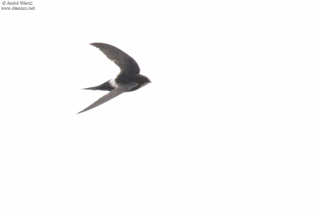 White-rumped Swift