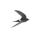 White-rumped Swift